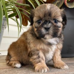 Selena - Female • 6 weeks