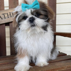 Eli - Male • 19 weeks