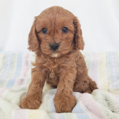Ginger - Female • 6 weeks