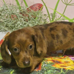 Apollo - Male • 7 weeks