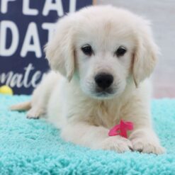 Doc - Male • 12 weeks