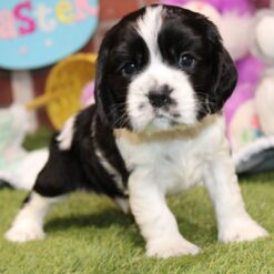 Cane - Male • 5 weeks