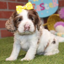 Cate - Female • 5 weeks