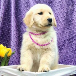 Snookums - Female • 11 weeks