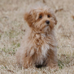 Maison - Male • 14 weeks