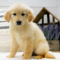 Orion - Male • 9 weeks