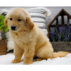 Conner - Male • 9 weeks