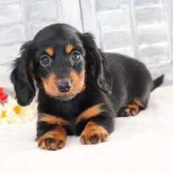 Odessa - Female • 8 weeks