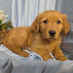 Paulo - Male • 9 weeks