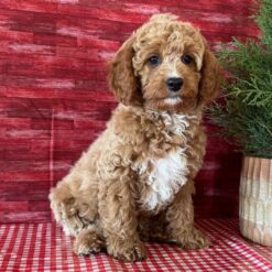 Tracy - Female • 11 weeks