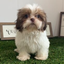 Sue - Female • 10 weeks