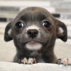 Ember - Female • 6 weeks