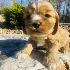 Rosie - Female • 4 weeks