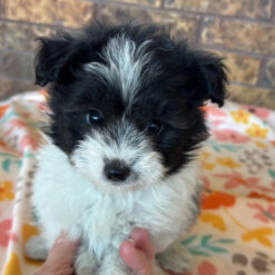 Maverick - Male • 8 weeks