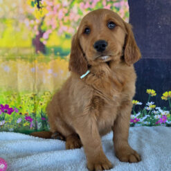 Jalen - Male • 9 weeks