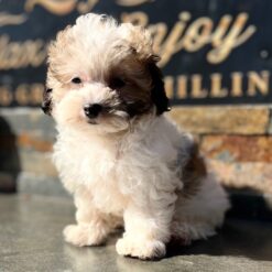 Carola - Female • 13 weeks