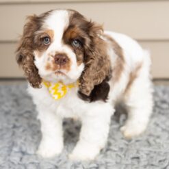 Murphy - Male • 12 weeks