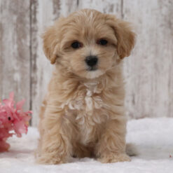 Zoey - Female • 7 weeks