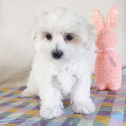 Lola - Female • 8 weeks