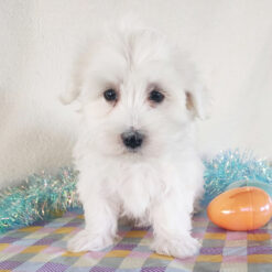 Milo - Male • 8 weeks