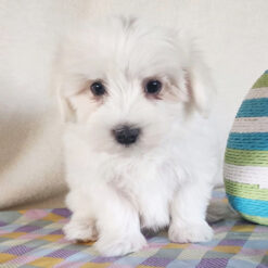 Charlie - Male • 8 weeks