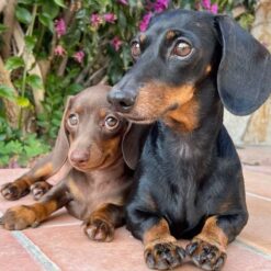 Dachshund
