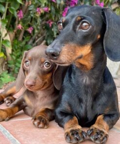 Dachshund
