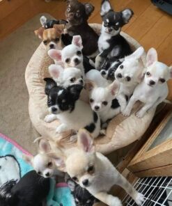 Chihuahua
