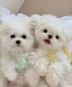 Maltese