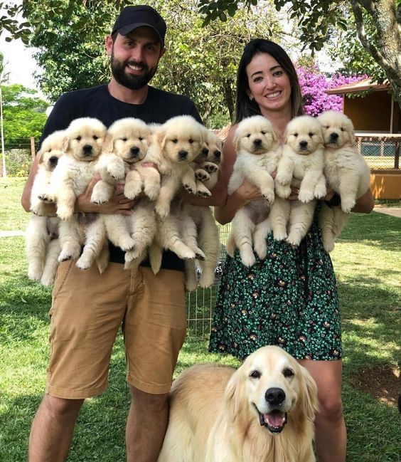 Puppies for Sale Near Me