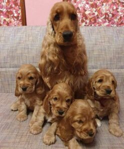 Cocker Spaniel