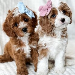 Cavapoo