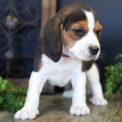 Cindy - Female • 8 weeks