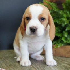 Catherine - Female • 8 weeks