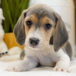 Tyson - Male • 10 weeks