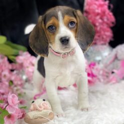 Fancy - Female • 9 weeks