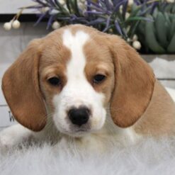 Bowdie - Male • 14 weeks