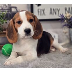 Striker - Male • 14 weeks